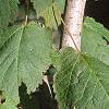 Acer spicatum, leaves