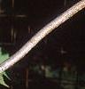 Acer spicatum, leaves
