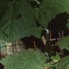 Acer spicatum, leaves