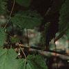 Acer spicatum, leaves