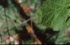 Acer spicatum, leaves