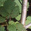 Acer spicatum, leaves