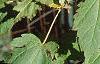 Acer spicatum, leaves