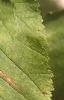Acer tataricum, leaves