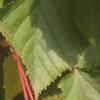 Acer tataricum, leaves