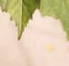 Acer tataricum, leaves