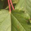 Acer tataricum, leaves