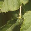 Acer tataricum, leaves
