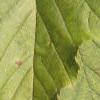 Acer tataricum, leaves