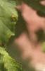 Acer tataricum, leaves