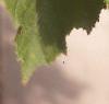 Acer tataricum, leaves
