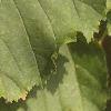 Acer tataricum, leaves