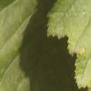 Acer tataricum, leaves