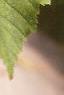 Acer tataricum, leaves