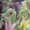 Acer triflorum, leaves