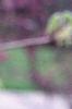 Acer triflorum, leaves