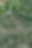Acer triflorum, leaves