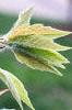 Acer triflorum, leaves