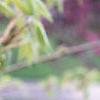 Acer triflorum, leaves