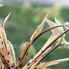Acer triflorum, leaves