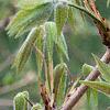 Acer triflorum, leaves