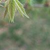 Acer triflorum, leaves