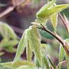 Acer triflorum, leaves