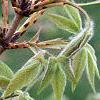 Acer triflorum, leaves