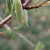 Acer triflorum, leaves