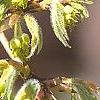 Acer triflorum, flowers