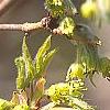 Acer triflorum, flowers