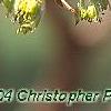 Acer triflorum, flowers