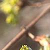 Acer triflorum, flowers