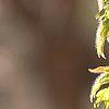 Acer triflorum, flowers