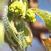 Acer triflorum, flowers