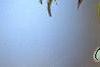 Acer triflorum, flowers