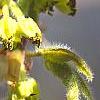 Acer triflorum, flowers
