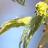 Acer triflorum, flowers
