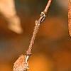 Acer triflorum, fruit
