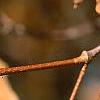Acer triflorum, fruit
