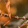 Acer triflorum, fruit