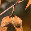 Acer triflorum, fruit