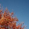 Acer triflorum, fall color
