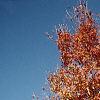 Acer triflorum, fall color