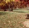 Acer triflorum, fall color