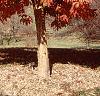 Acer triflorum, fall color