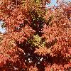 Acer triflorum, fall color