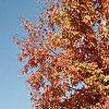 Acer triflorum, fall color