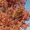 Acer triflorum, fall color