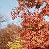 Acer triflorum, fall color